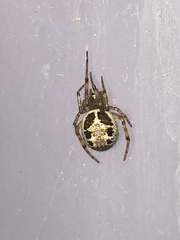 Steatoda nobilis