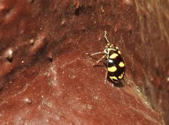 Ceratogergithus pseudotessellatus
