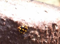 Ceratogergithus pseudotessellatus