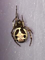 Steatoda nobilis