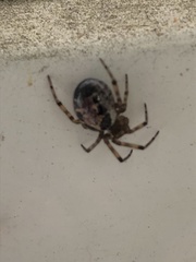 Steatoda nobilis