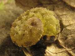 Macrophya infumata