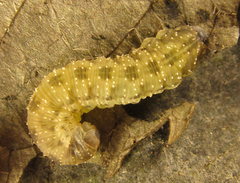 Macrophya infumata