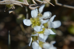 Cochlearia officinalis