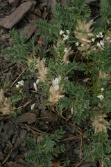 Astragalus sempervirens