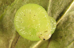 Macrophya infumata