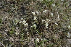 Cochlearia officinalis