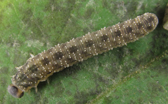 Macrophya infumata