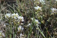 Cochlearia officinalis