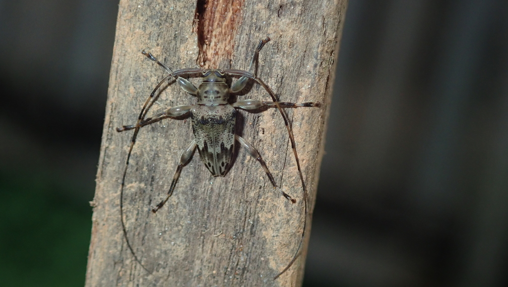 Nealcidion triangulare
