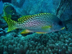 Plectorhinchus gaterinus