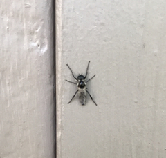 Bibio albipennis