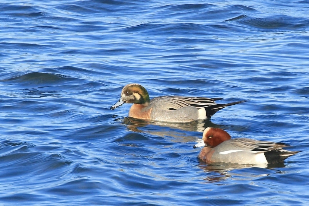 Northern Pintail × Eurasian Wigeon