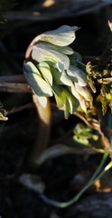 Corydalis ambigua