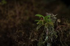 Dryadella zebrina