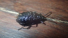 Phymatestes tuberculatus