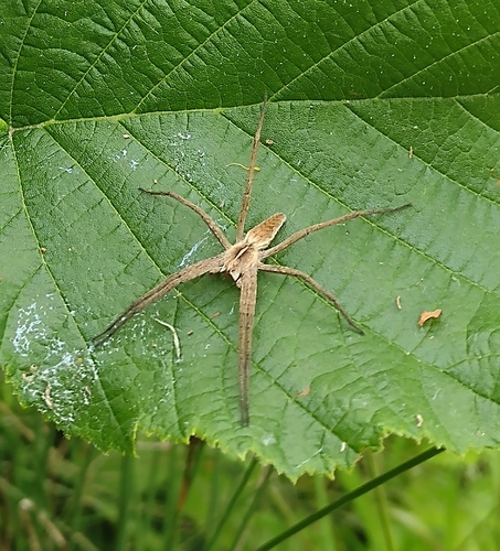 European Nursery Web spider