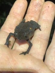 Rhinella festae