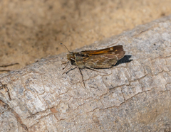 Atalopedes campestris huron