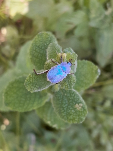 Cerulean Chafer Beetle