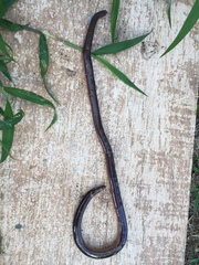 Typhlops rostellatus