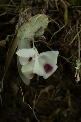 Stelis gemma