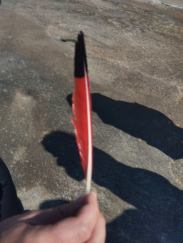 Plume de Ibis rouge