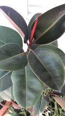 Ficus elastica