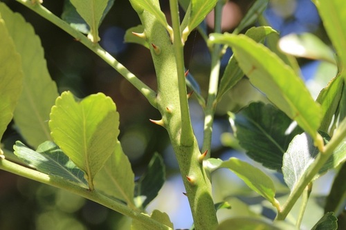 Image of Zanthoxylum davyi by (c) Karen Eichholz, some rights reserved (CC BY)