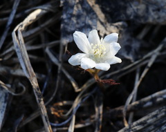 Anemonoides amurensis