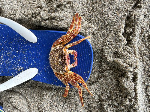 Sally Lightfoot Crab