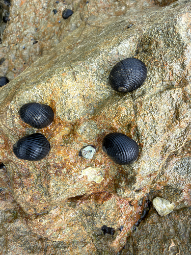 Lightning Nerite