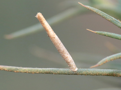 Coleophora klimeschiella