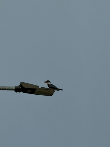 Ringed Kingfisher