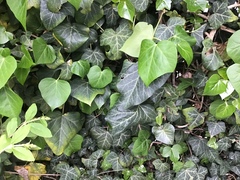 Hedera helix