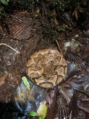 Bothrocophias microphthalmus