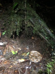 Bothrocophias microphthalmus