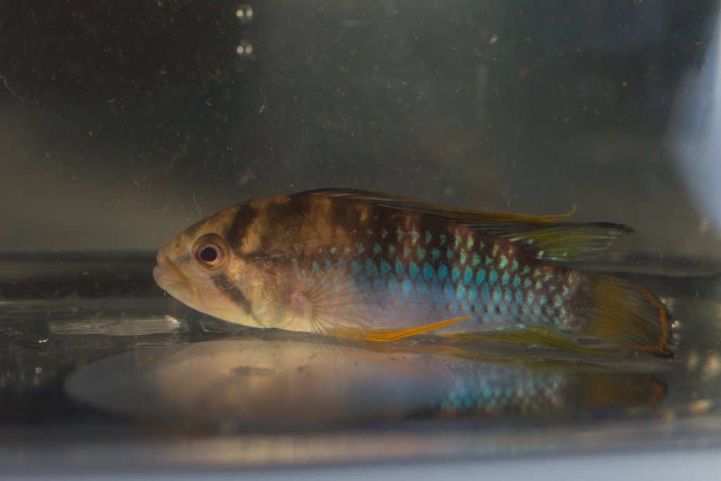 Apistogramma Inca (Inca 50) (Apistogramma baenschi)