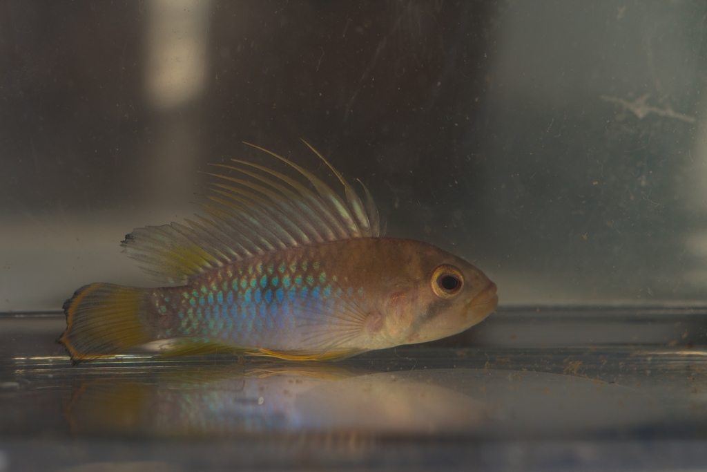 Apistogramma Inca (Inca 50) (Apistogramma baenschi)