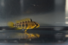 Apistogramma baenschi