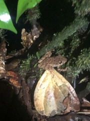 Pristimantis rubicundus