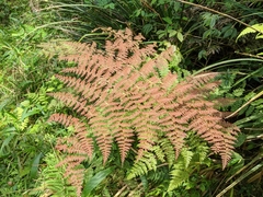 Dryopteris paleolata