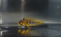 Apistogramma baenschi