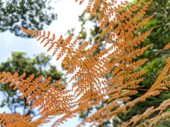 Dryopteris paleolata