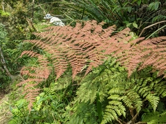 Dryopteris paleolata