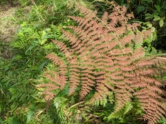 Dryopteris paleolata