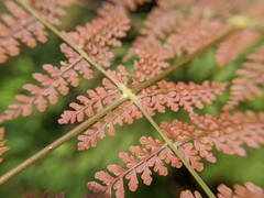 Dryopteris paleolata