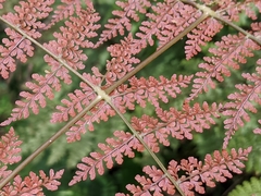Dryopteris paleolata