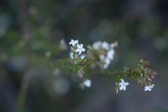 Leucopogon microphyllus