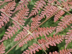 Dryopteris paleolata